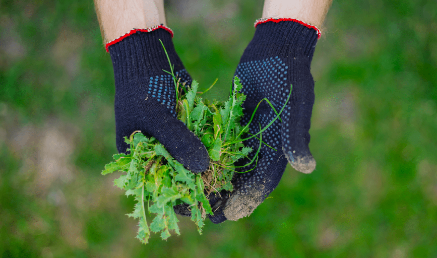 Weed Control